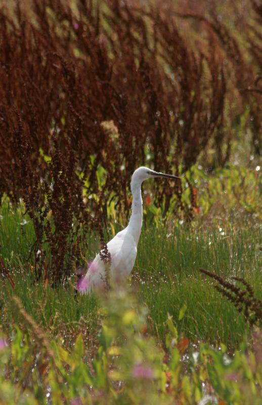 randomFrampton Marsh