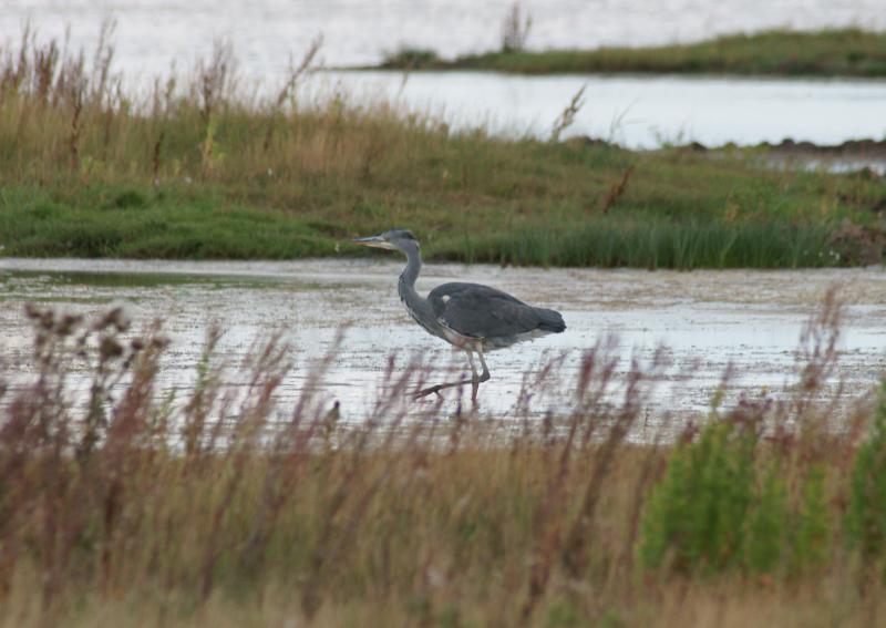 randomGrey Heron