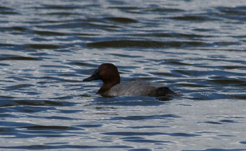 randomPochard