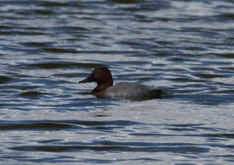 randomPochard