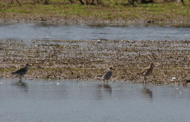 randomDunlin