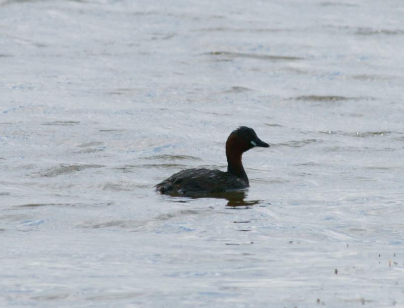 randomLittle Grebe