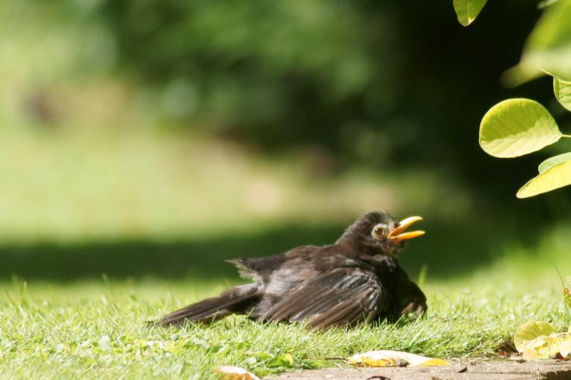 randomBlackbird