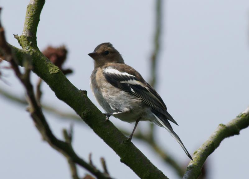 randomChaffinch