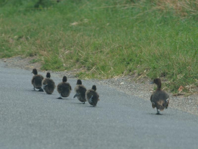 randomBlack Duck