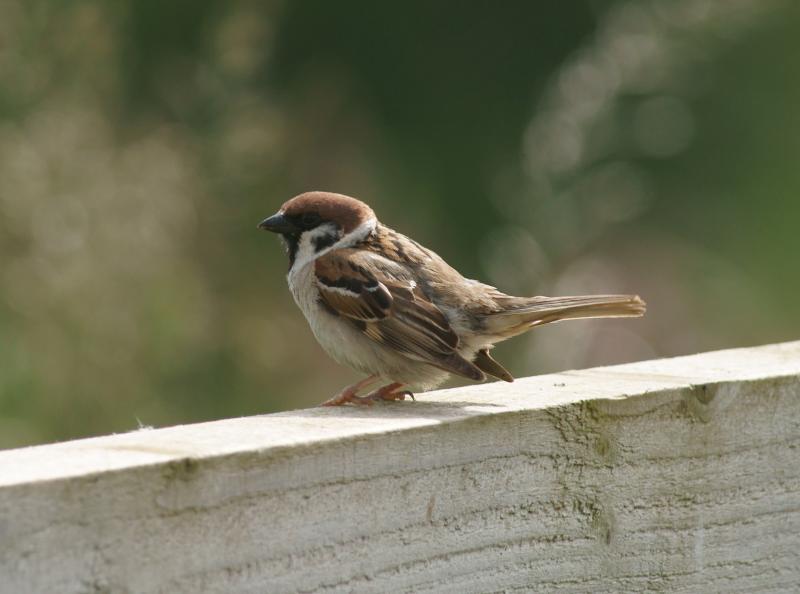 randomTree Sparrow