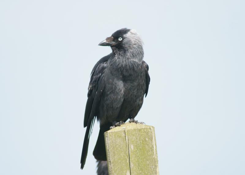 randomJackdaw