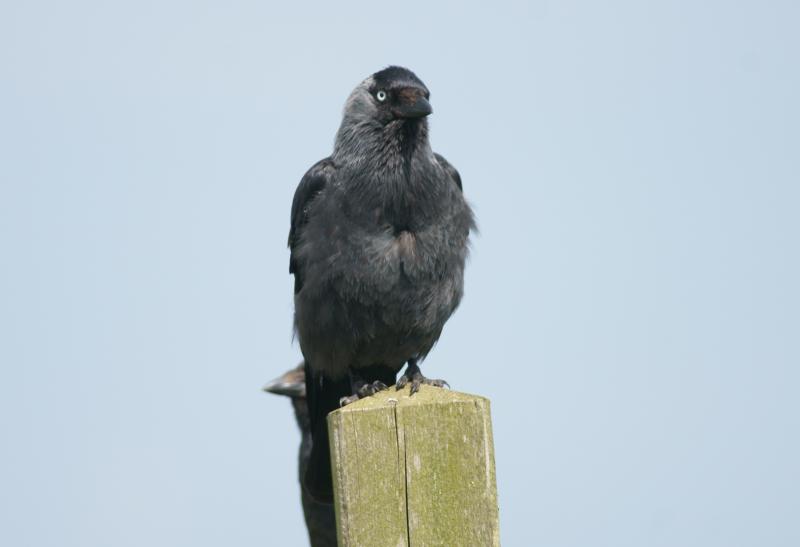 randomJackdaw