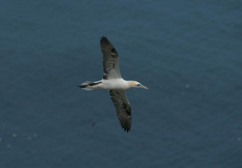 randomNorthern Gannet