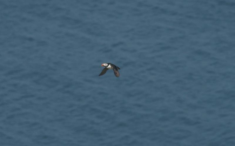 randomAtlantic Puffin