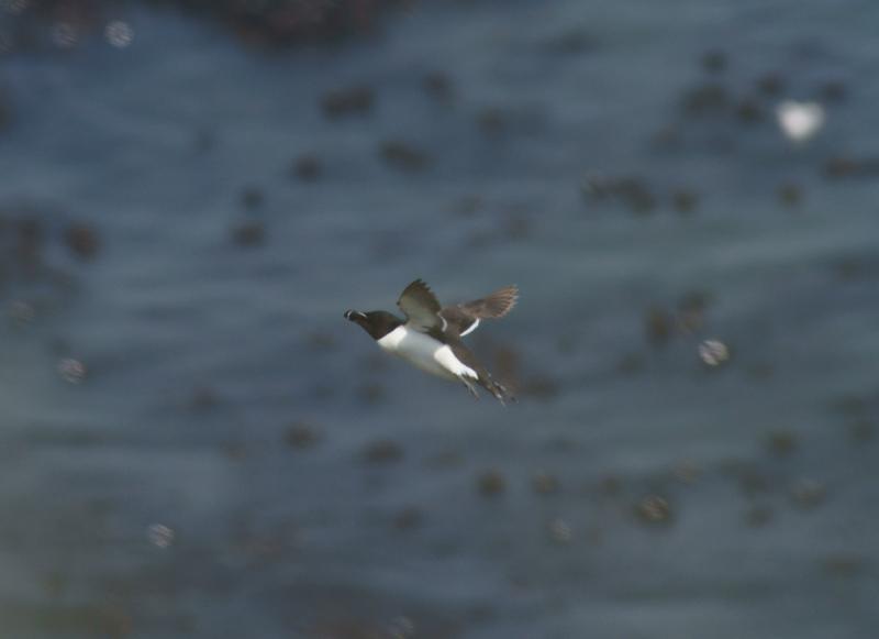 randomRazorbill