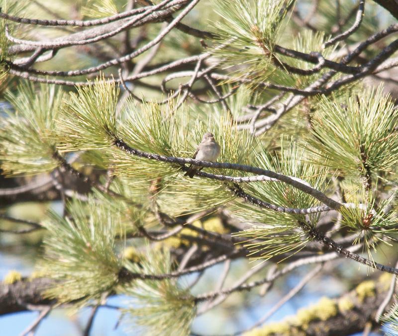randomWillow Flycatcher