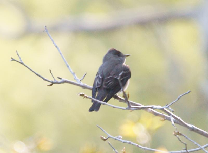 randomWestern Wood-Pewee
