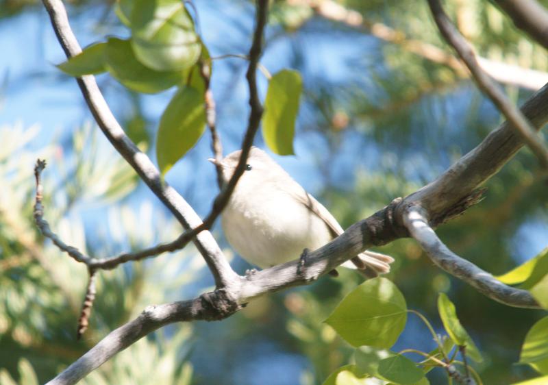 randomWarbling Vireo