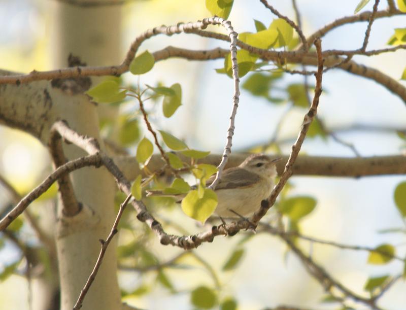randomWarbling Vireo