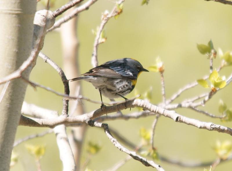 randomYellow-Rumped Warbler