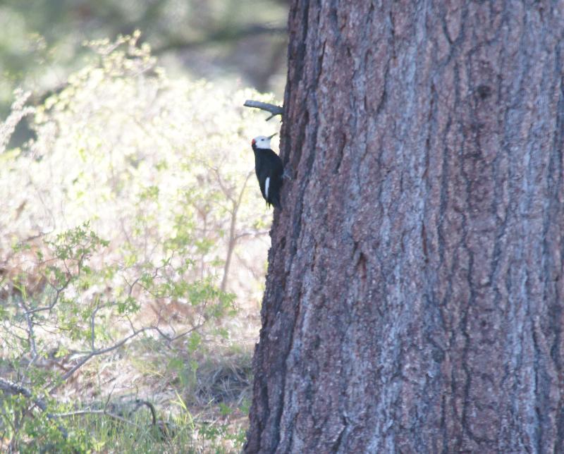 randomWhite-Headed Woodpecker