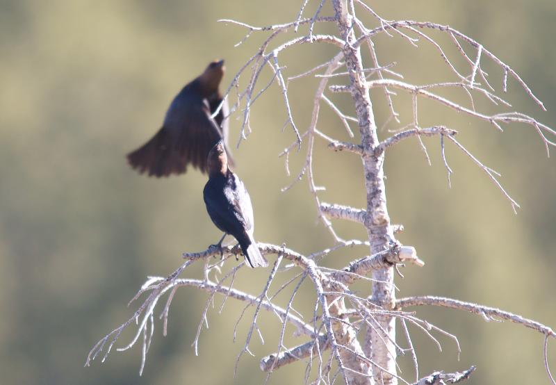 randomBrown Headed Cowbird