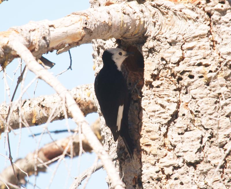 randomWhite-Headed Woodpecker