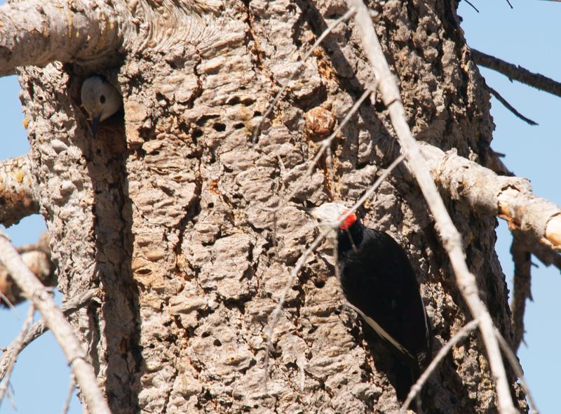 randomWhite-Headed Woodpecker