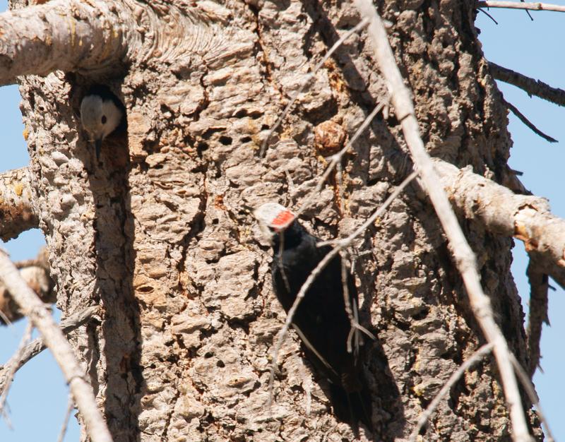 randomWhite-Headed Woodpecker