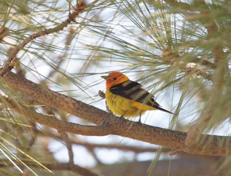randomWestern Tanager