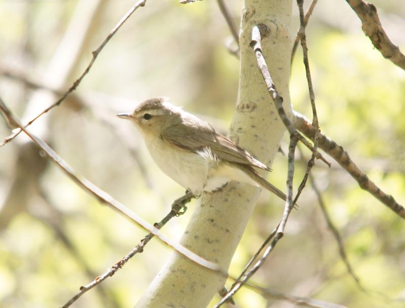 randomWarbling Vireo