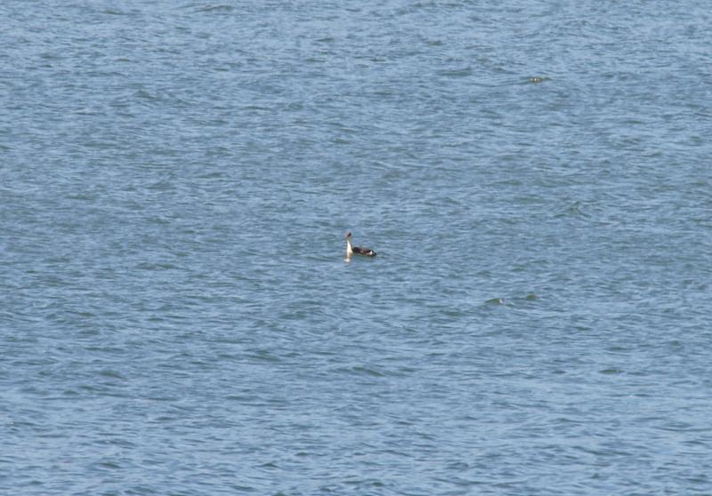 randomWestern Grebe