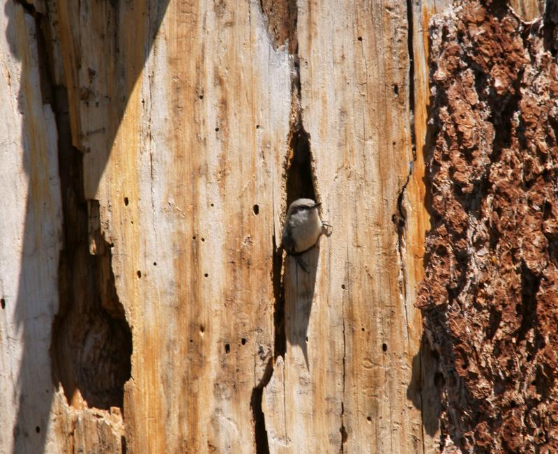 randomPygmy Nuthatch