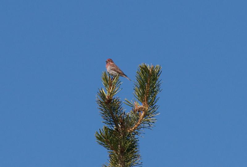 randomPurple Finch