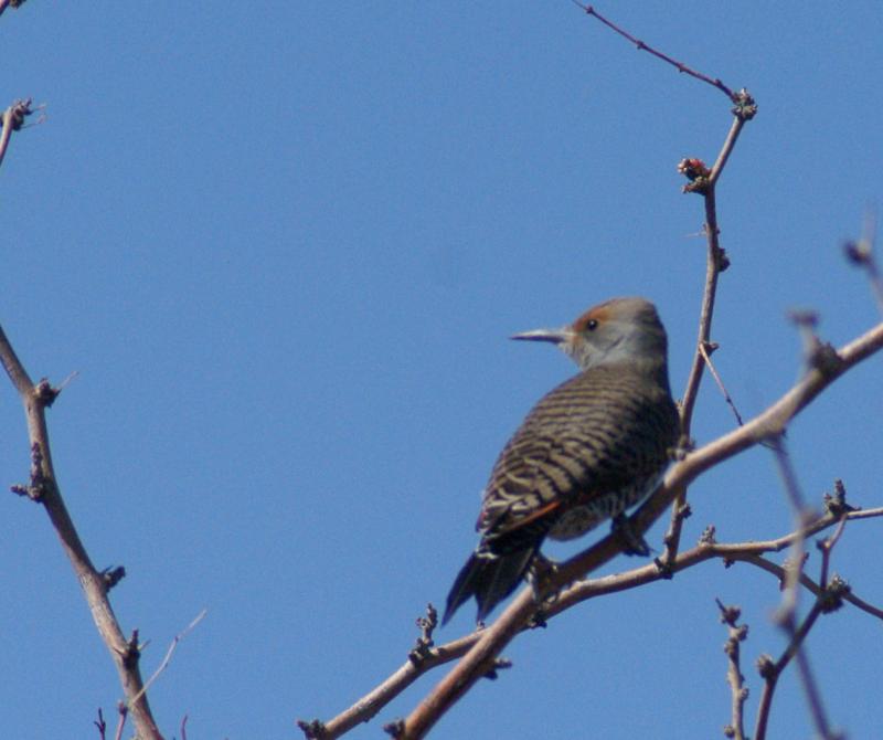 randomNorthern Flicker