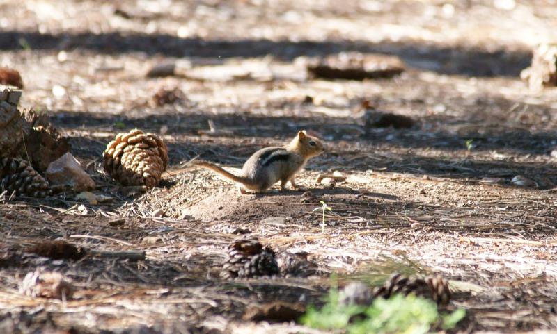 randomLeast Chipmonk