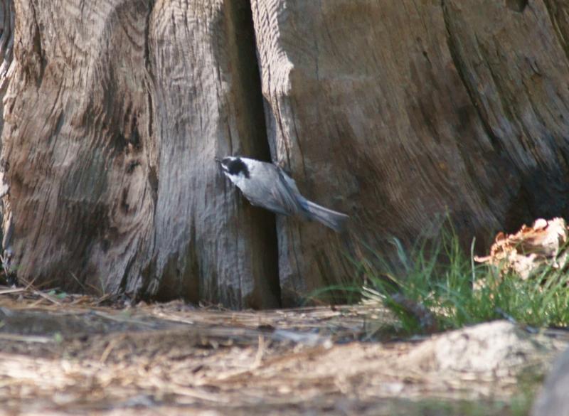 randomMountain Chickadee