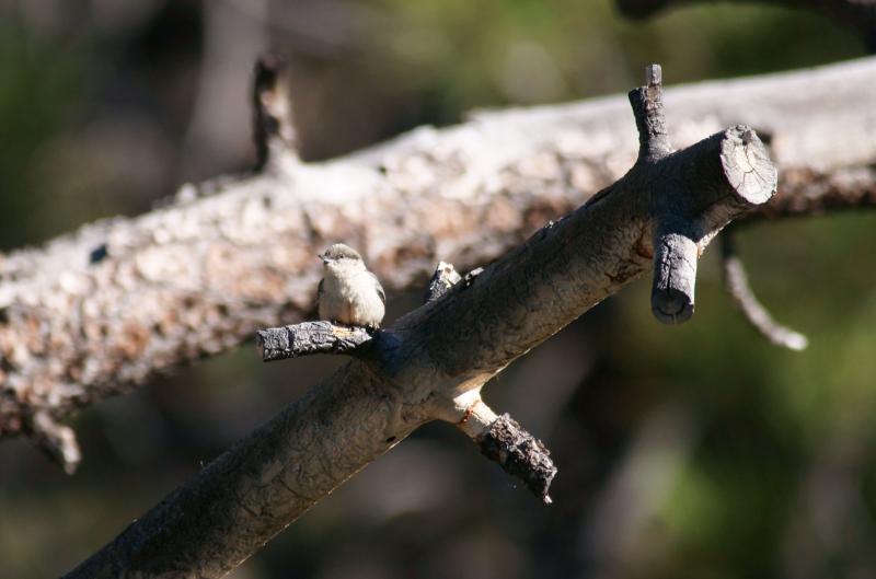 randomPygmy Nuthatch