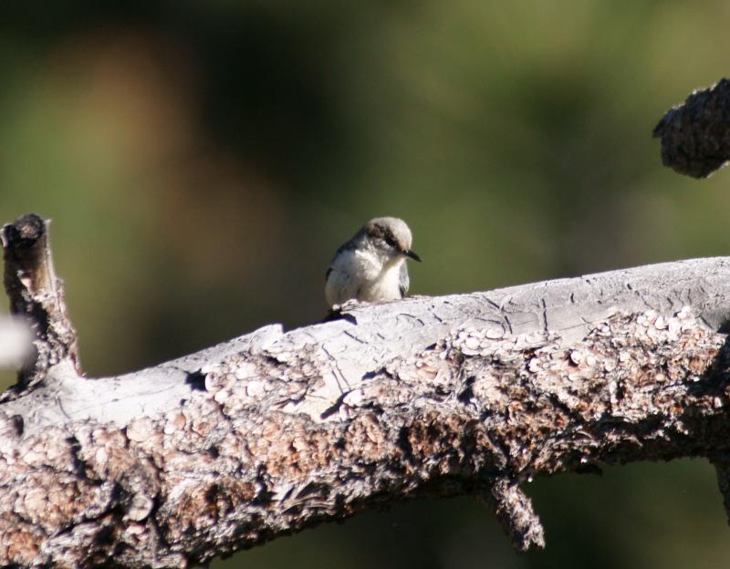randomPygmy Nuthatch