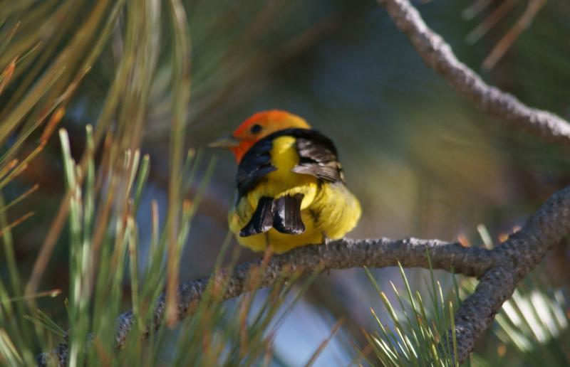randomWestern Tanager