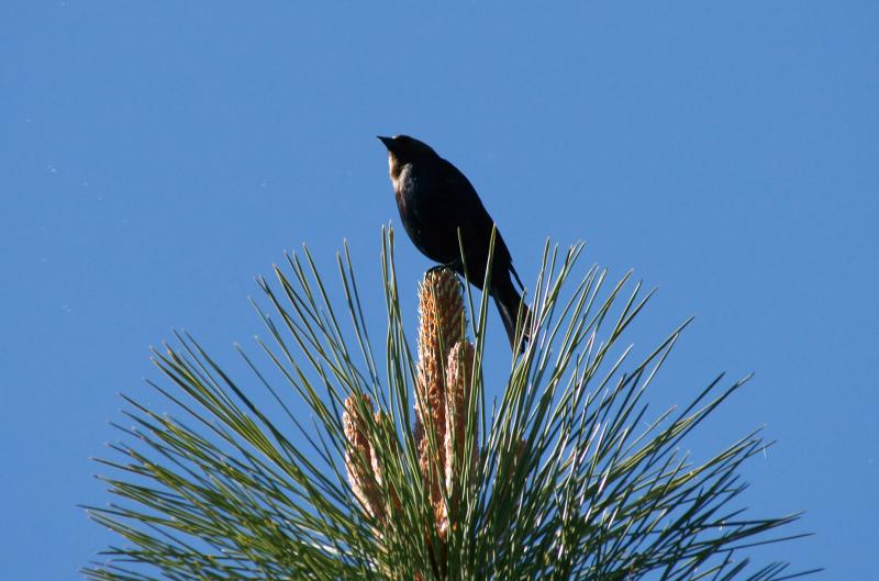 randomBrown Headed Cowbird
