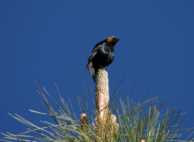 randomBrown Headed Cowbird