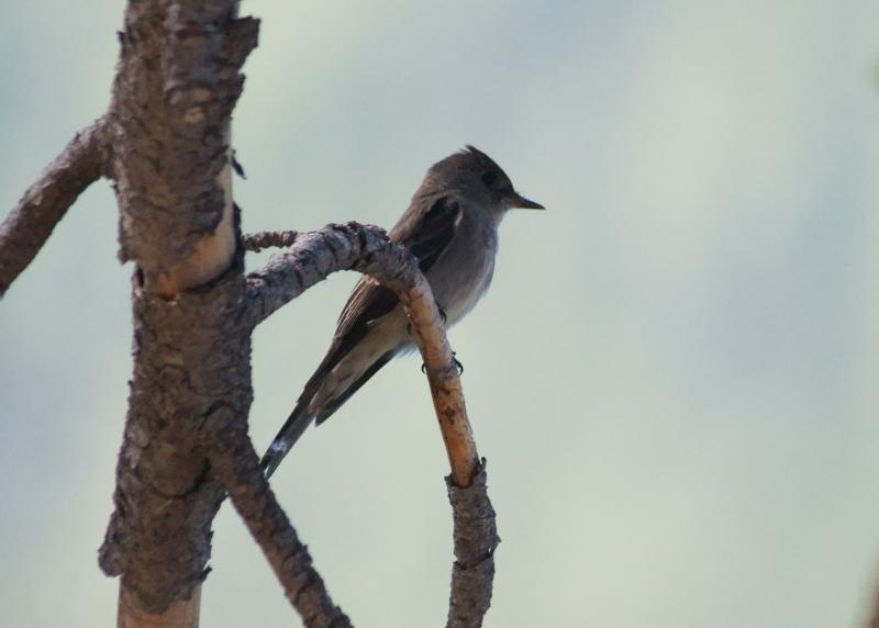 randomWestern Wood-Pewee