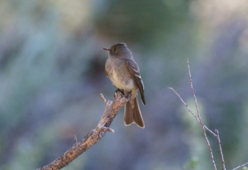 randomWestern Wood-Pewee