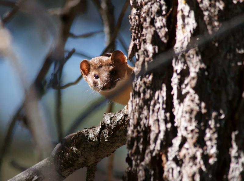 randomLong-Tailed Weasel