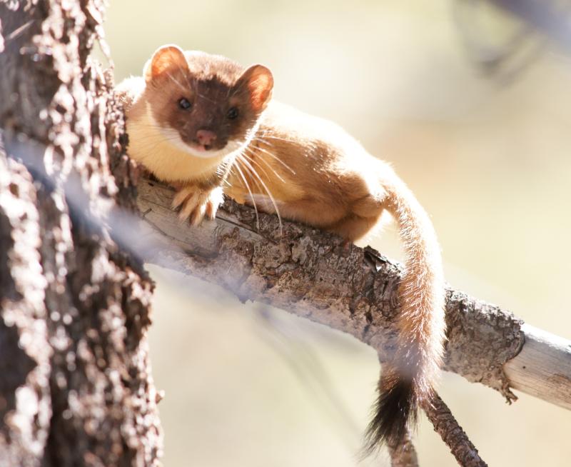 randomLong-Tailed Weasel