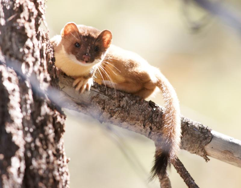 randomLong-Tailed Weasel