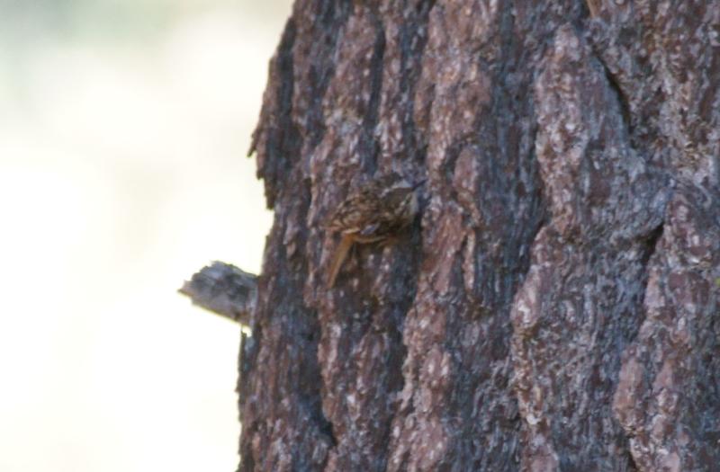 randomBrown Creeper