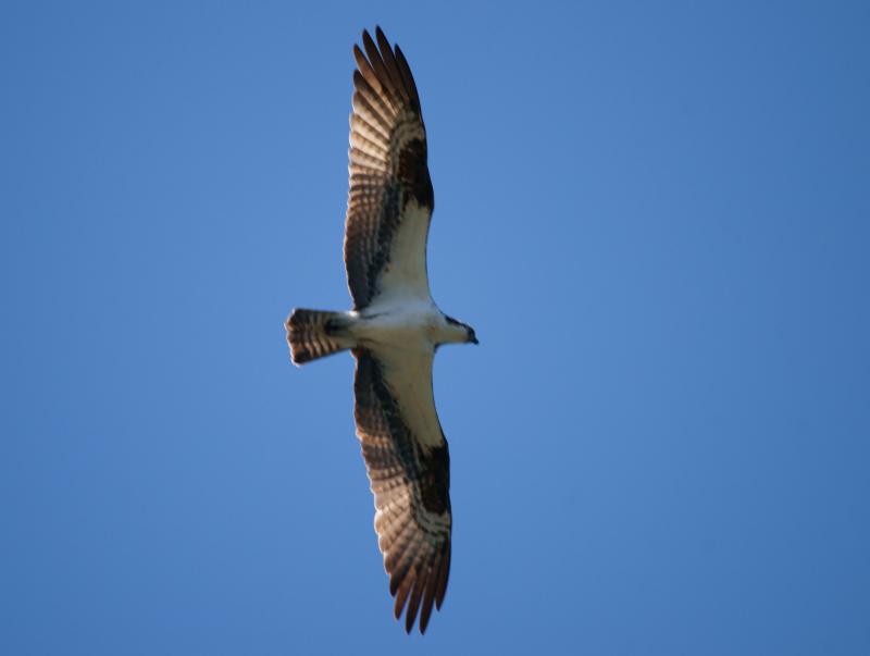 randomOsprey