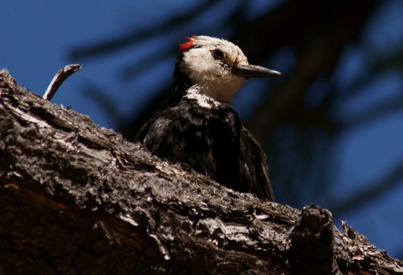 randomWhite-Headed Woodpecker