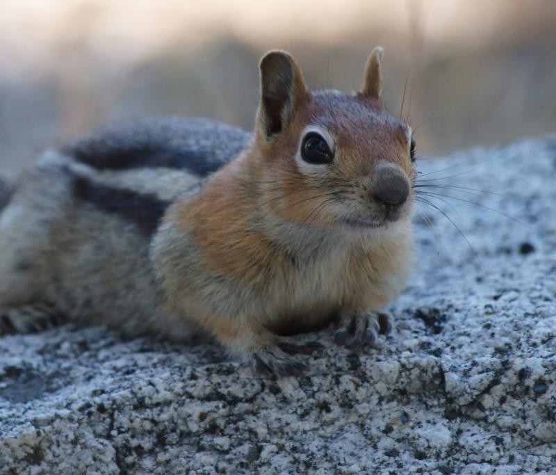 randomLeast Chipmonk