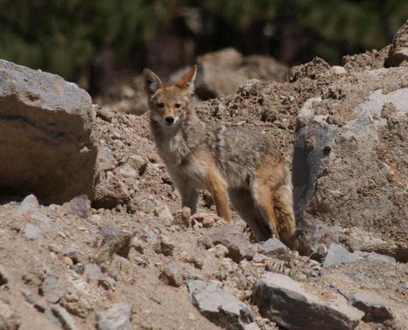 randomCoyote
