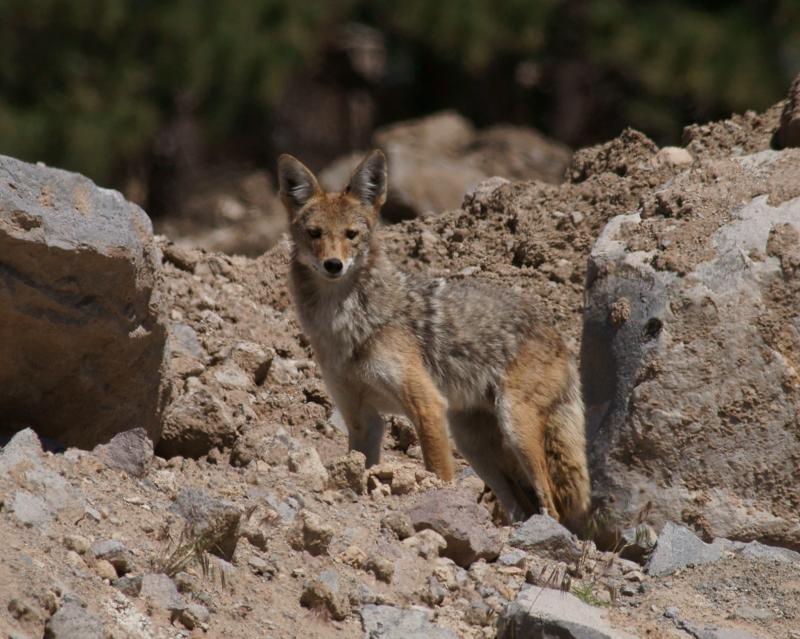 randomCoyote