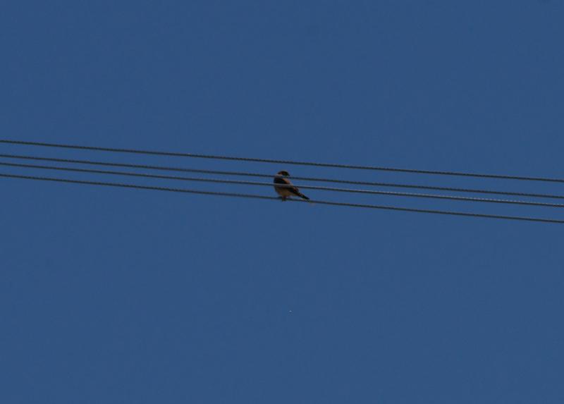 randomAmerican Kestrel